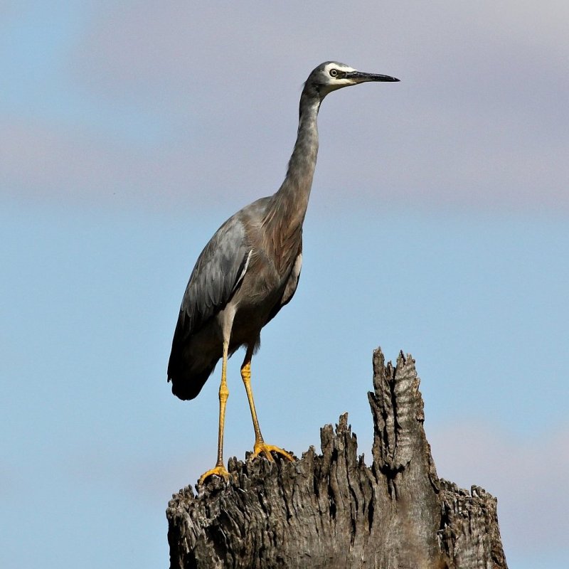 White-faced Heron