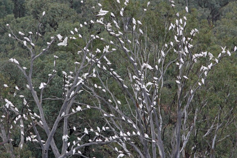 Little Corella