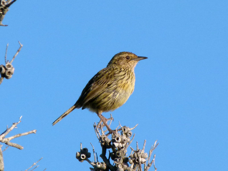 Striated Fieldwren