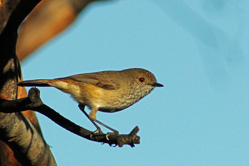 Inland Thornbill