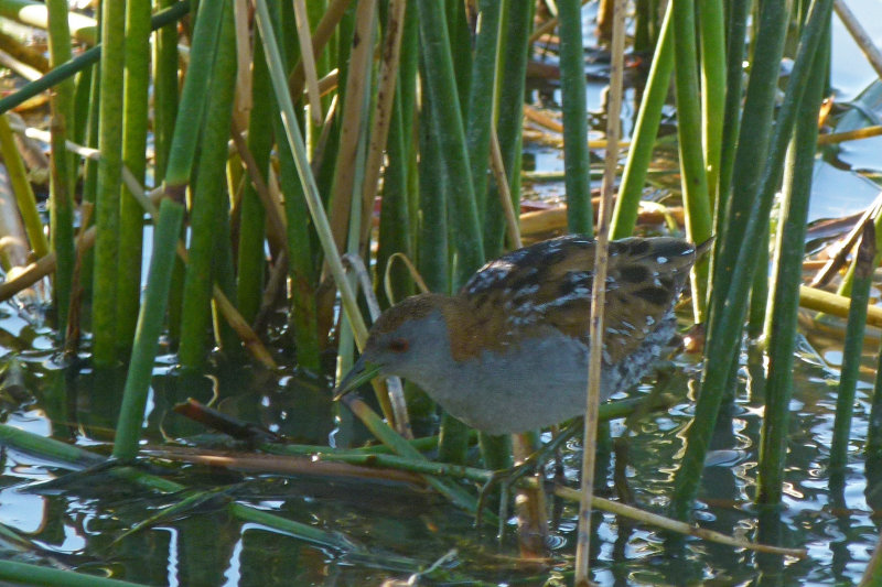 Baillons Crake