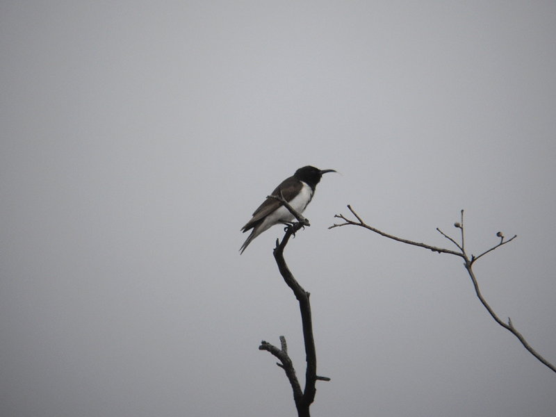 Black Honeyeater