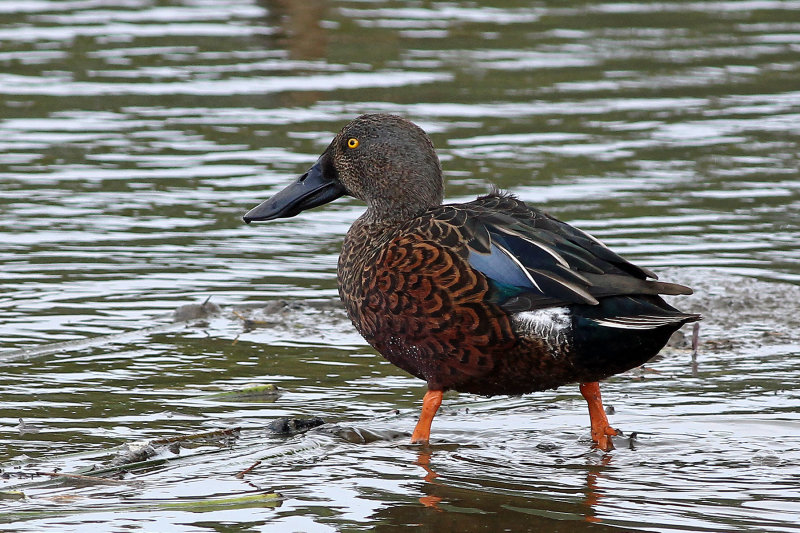 Australian Shoveler (male)