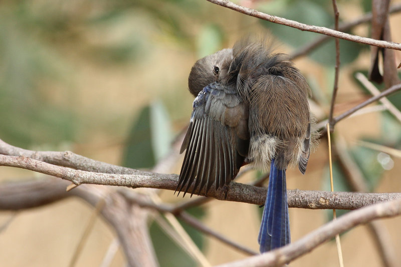 Superb Fairy-wren (female)