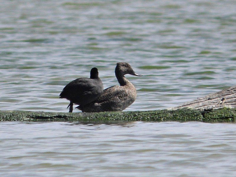 Freckled Duck