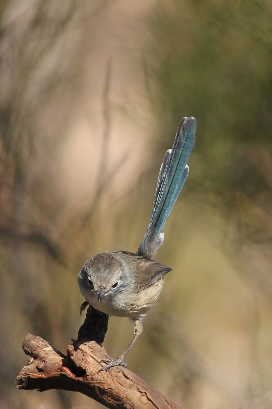 Variegated Fairy-wren (female)