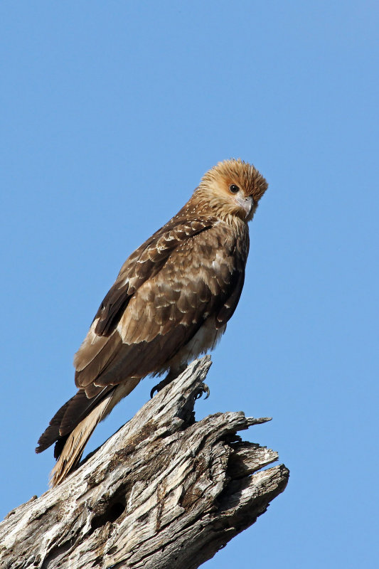 Whistling Kite