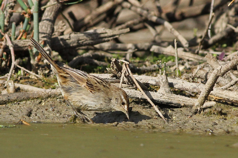 Little Grassbird