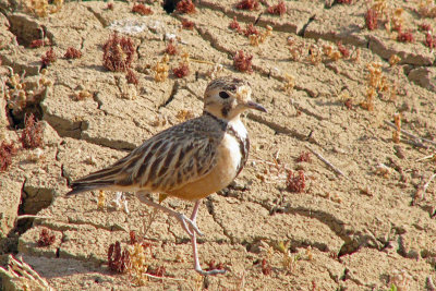 Inland Dotterel