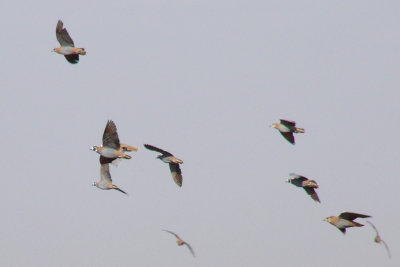 Flock Bronzewing