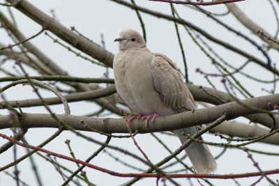 Barbary Dove