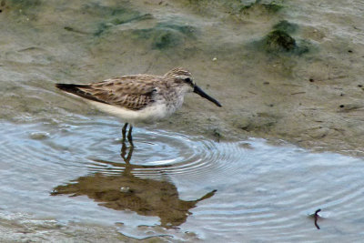Broad-billed Sandpiper