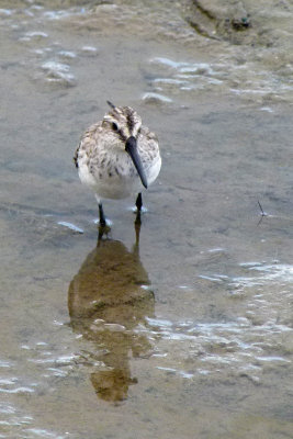 Broad-billed Sandpiper