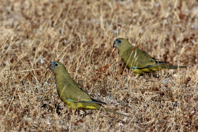 Rock Parrot