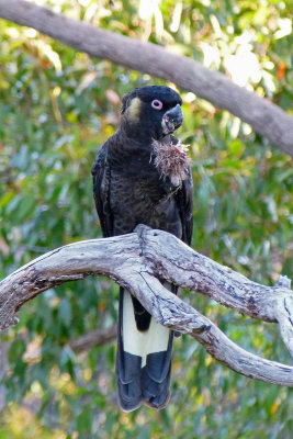 Yellow-tailed Black Cockatoo