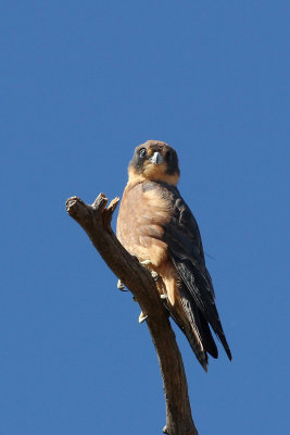 Australian Hobby