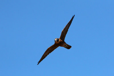 Australian Hobby