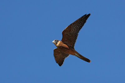 Australian Hobby