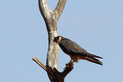 Australian Hobby