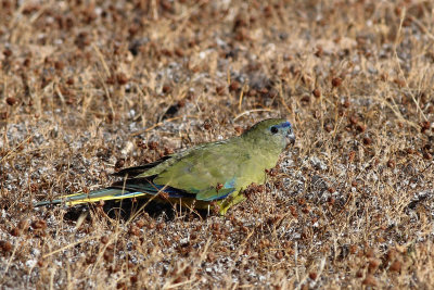 Rock Parrot