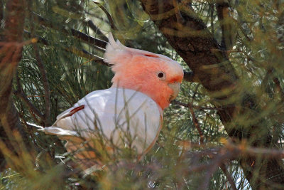 Major Mitchell's Cockatoo