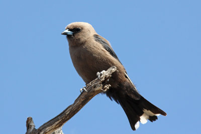 Dusky Woodswallow