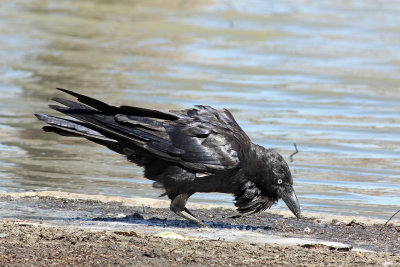 Australian Raven