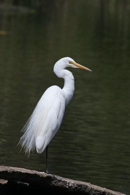Great Egret