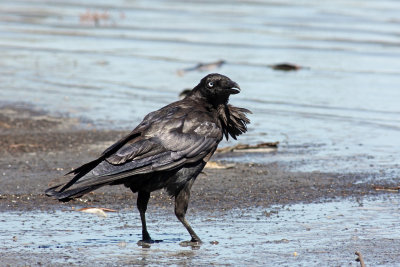 Australian Raven