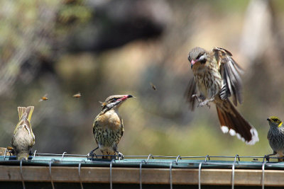 Spiny-cheeked Honeyeater