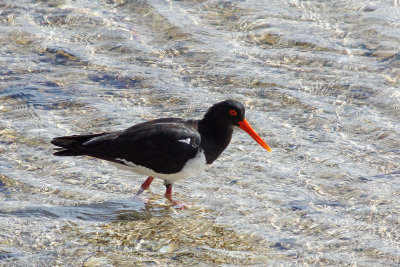 Pied Oystercatcher