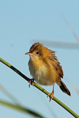 Golden-headed Cisticola