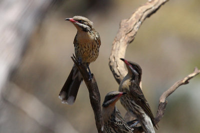 Spiny-cheeked Honeyeater