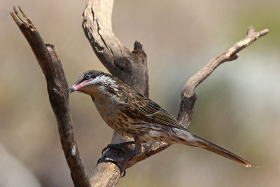 Spiny-cheeked Honeyeater