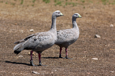 Cape Barren Goose