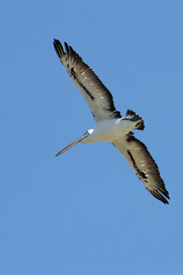 Australian Pelican