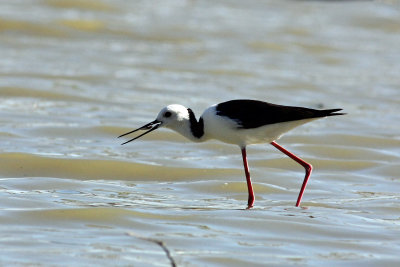 Black-winged Stilt