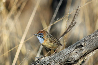 Mallee Emu-wren