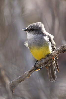 Western Yellow Robin