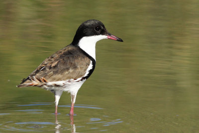 Red-kneed Dotterel