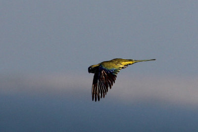 Rock Parrot