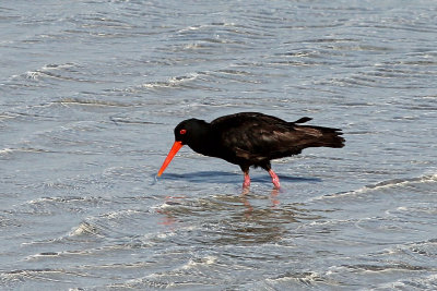 Sooty Oystercatcher