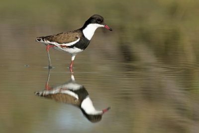 Red-kneed Dotterel