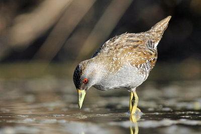 Australian Spotted Crake