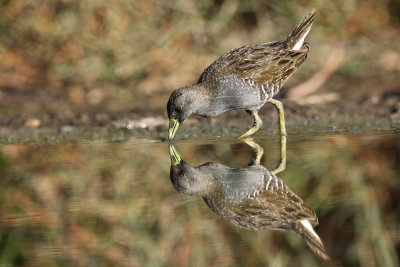 Australian Spotted Crake