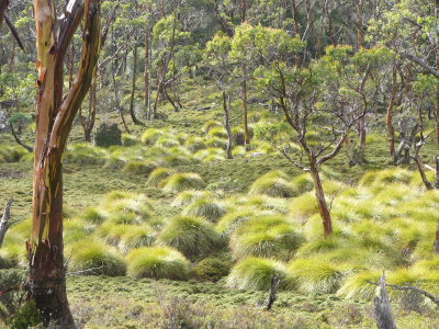 Eucalypts and buttongrass