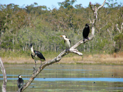 Little Pied & Little Black Cormorants, Straw-necked Ibis