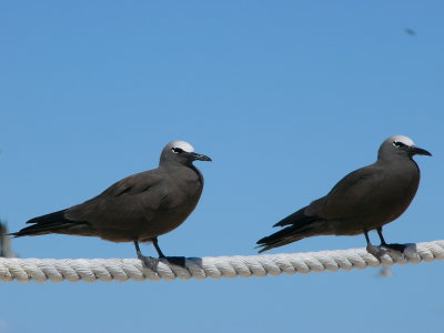 Common Noddy