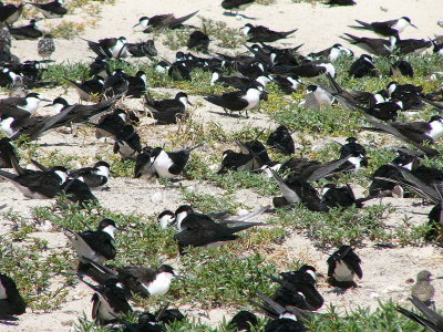 Sooty Tern