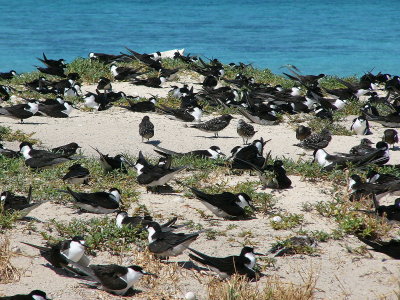 Sooty Tern
